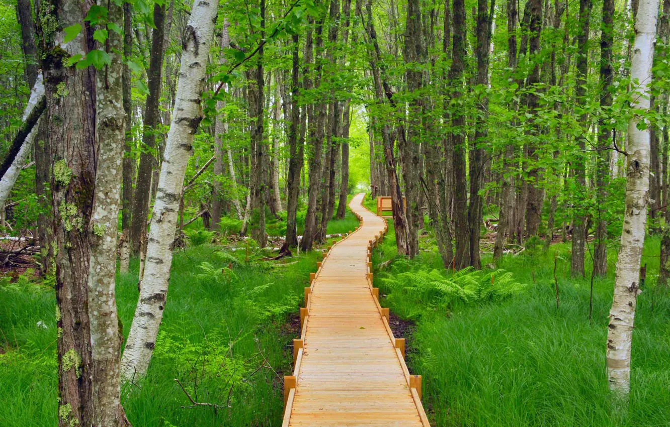 Photo wallpaper forest, trail, USA, flooring, Acadia National Park, Maine, Jesup Path