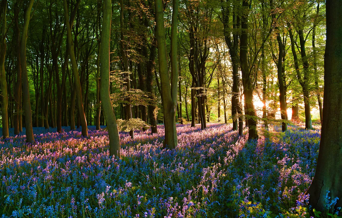 Photo wallpaper forest, the sun, rays, flowers, glade, spring