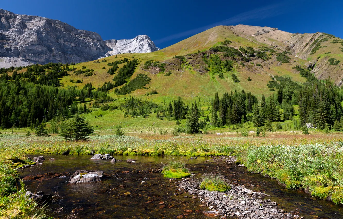 Photo wallpaper forest, mountains, nature, stones, meadow, Forest key