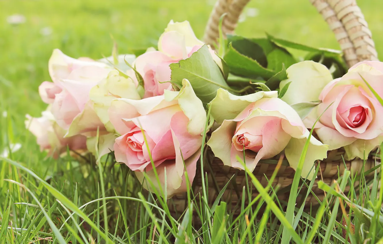 Photo wallpaper greens, summer, grass, leaves, flowers, nature, green, background