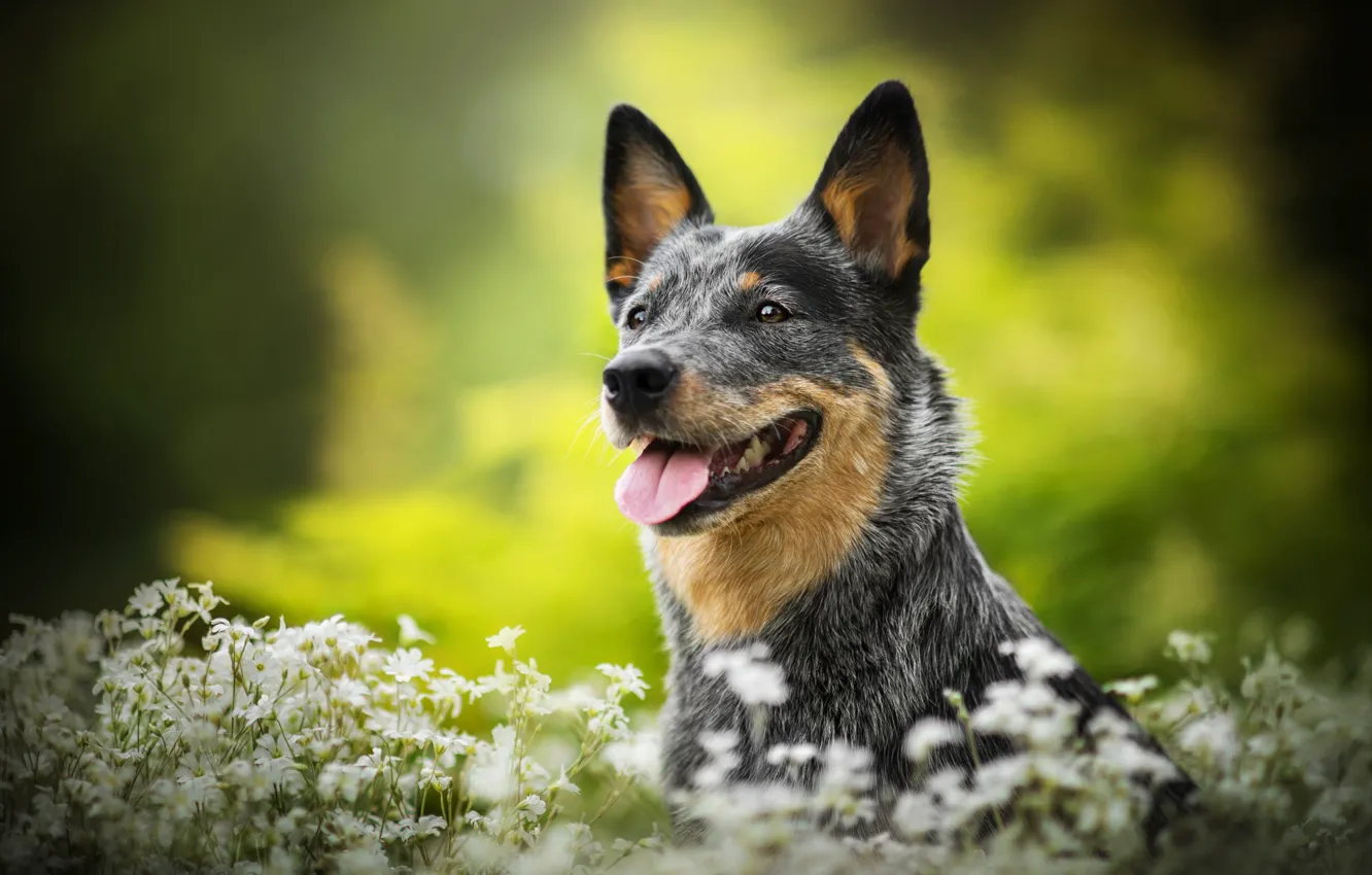 Photo wallpaper flowers, dog, Lucy, bokeh, Australian cattle dog