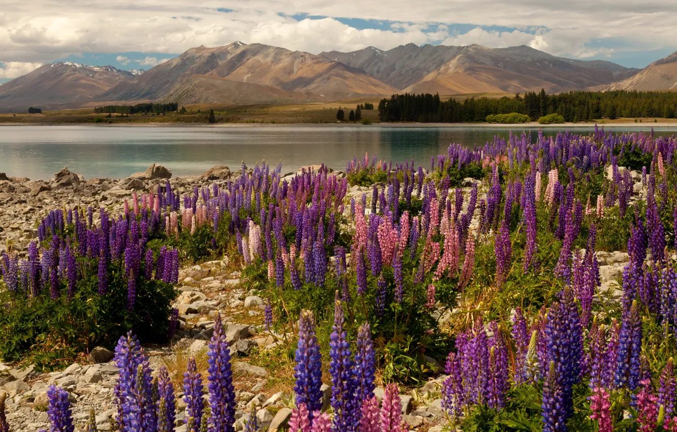 Photo wallpaper flowers, mountains, lake, stones, New Zealand, Lake Tekapo, Lake Tekapo, delphinium