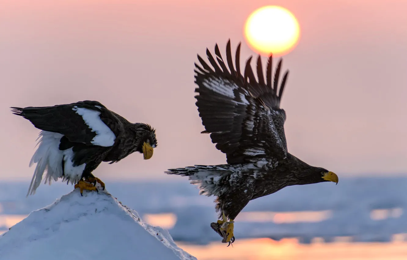 Photo wallpaper the sun, snow, flight, nature, bird, wings, mining, White-tailed