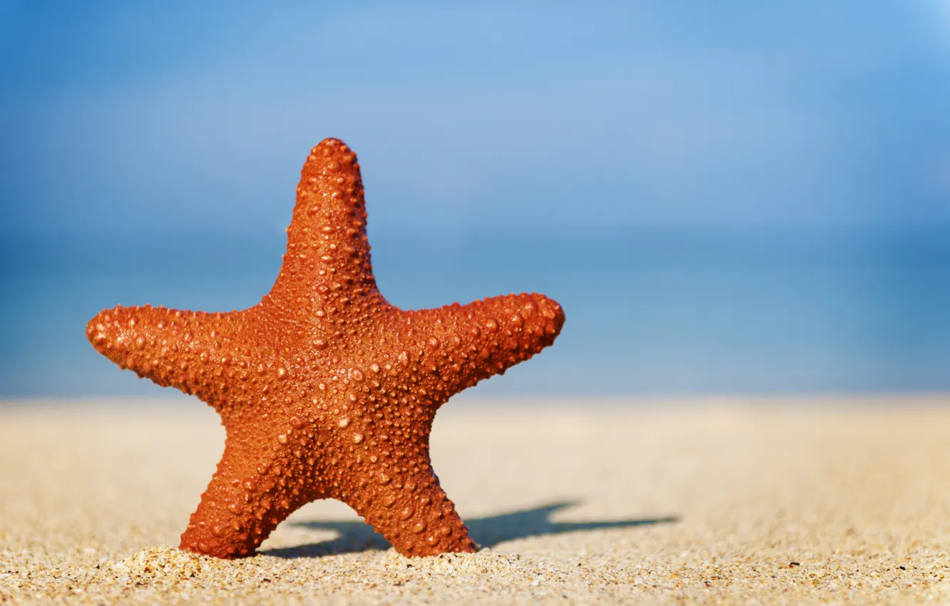 Photo wallpaper sand, sea, wave, beach, summer, stars, shore, summer