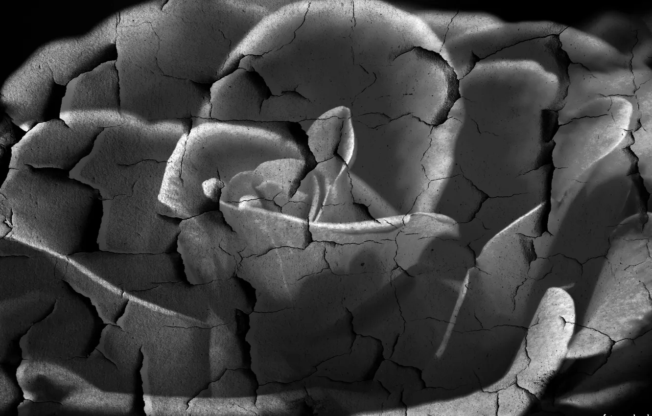 Photo wallpaper cracked, roses, black and white
