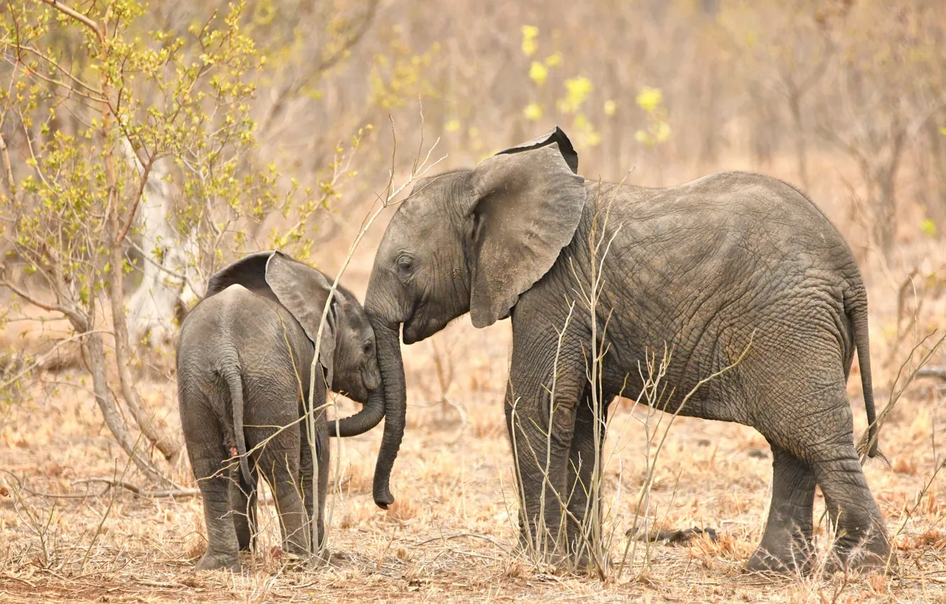 Photo wallpaper elephant, large, beautiful, trunk
