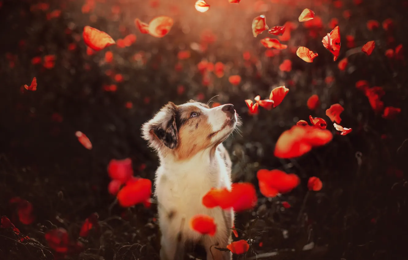 Photo wallpaper Maki, dog, puppy, poppy field, Aussie