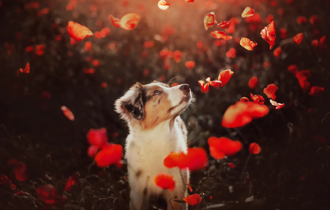 Photo wallpaper Maki, dog, puppy, Aussie, poppy field