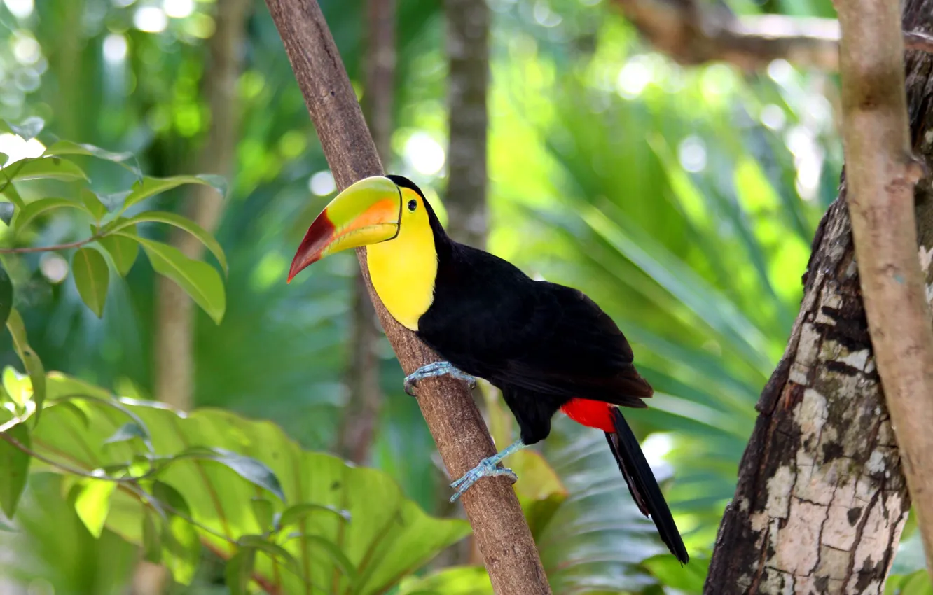Photo wallpaper forest, trees, branches, nature, bird, beak, Toucan
