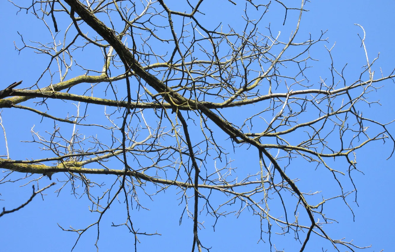 Photo wallpaper trees, branches, April, spring 2018