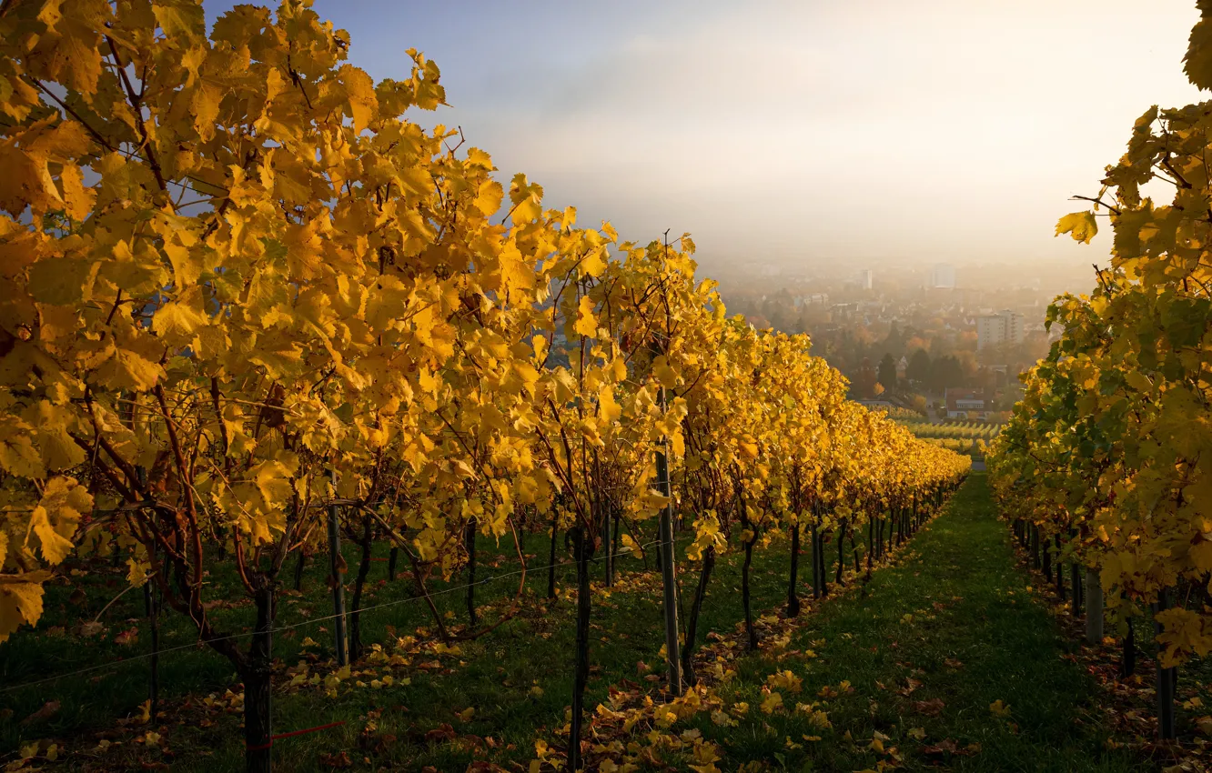 Photo wallpaper autumn, leaves, fog, perspective, yellow, garden, vineyard, path
