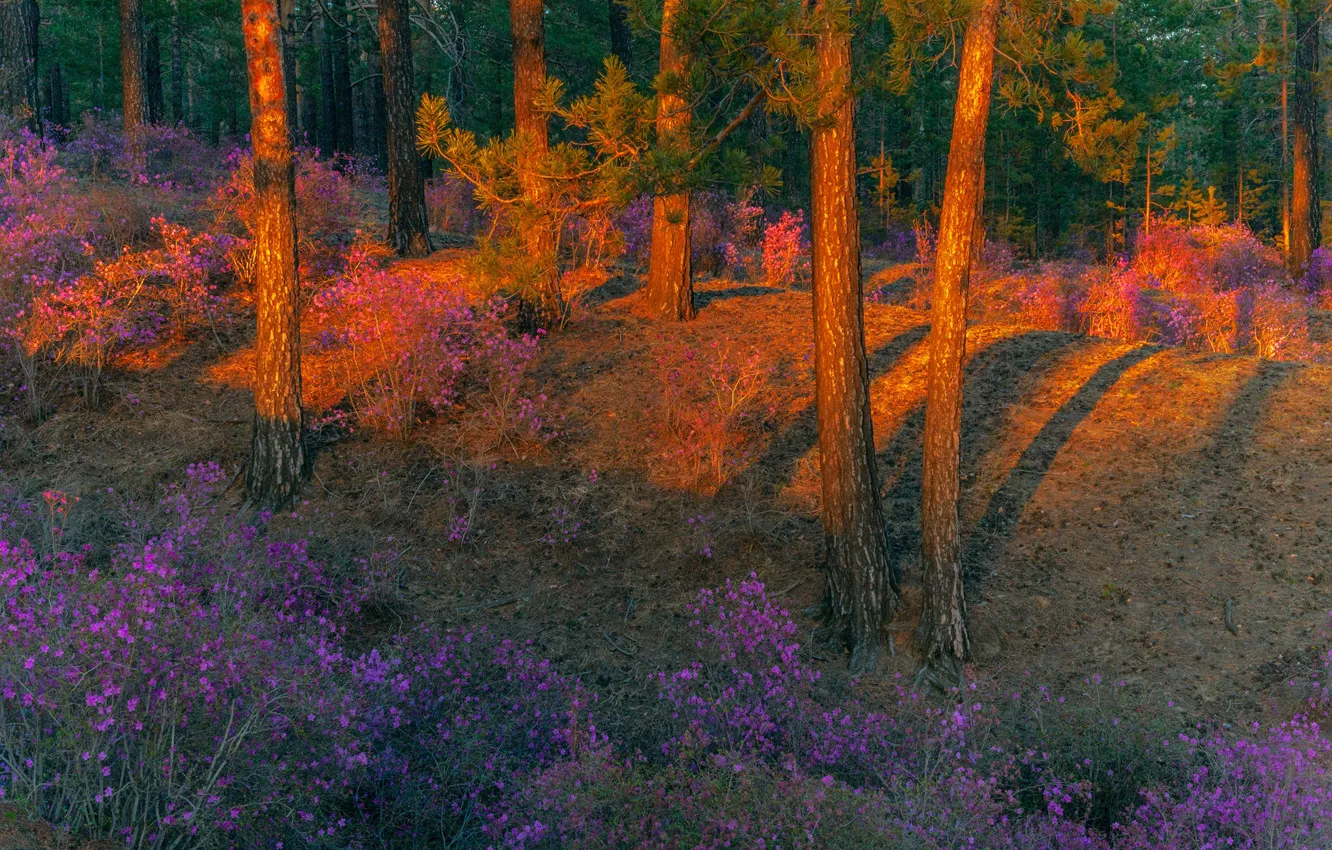 Photo wallpaper forest, trees, landscape, sunset, nature, shadow, spring, the evening