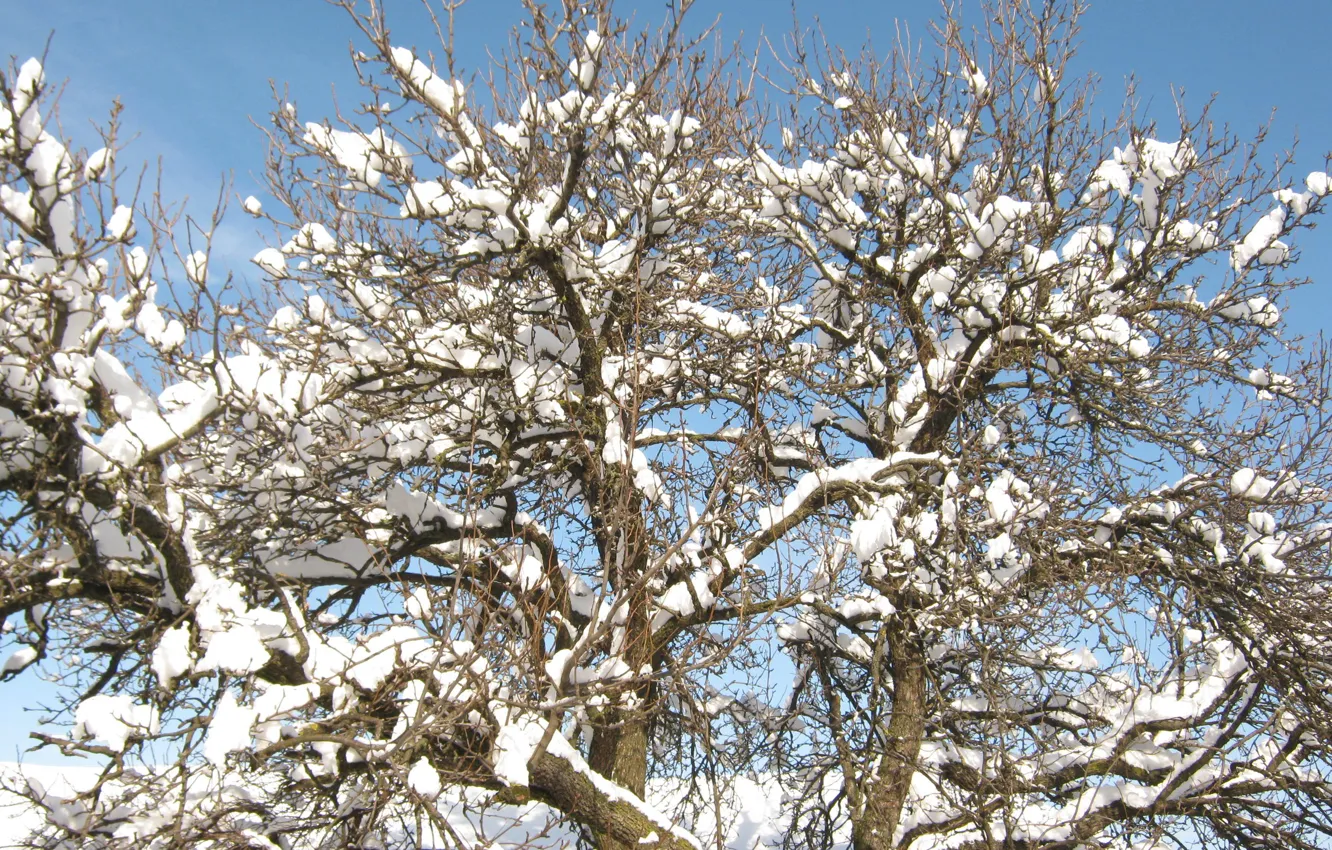 Photo wallpaper nature, winter, snow, tree