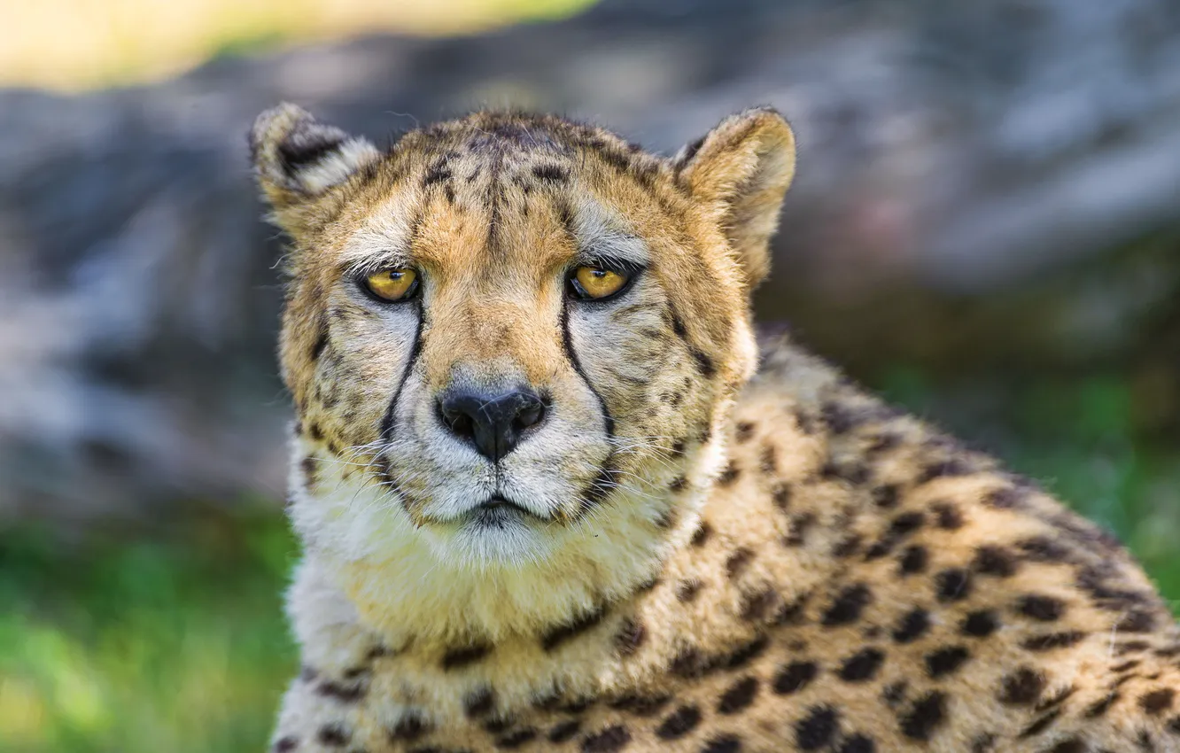 Photo wallpaper sadness, face, predator, Cheetah