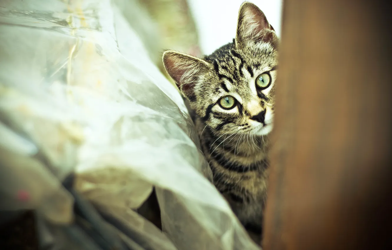 Photo wallpaper cat, mustache, wool, kitty, looks