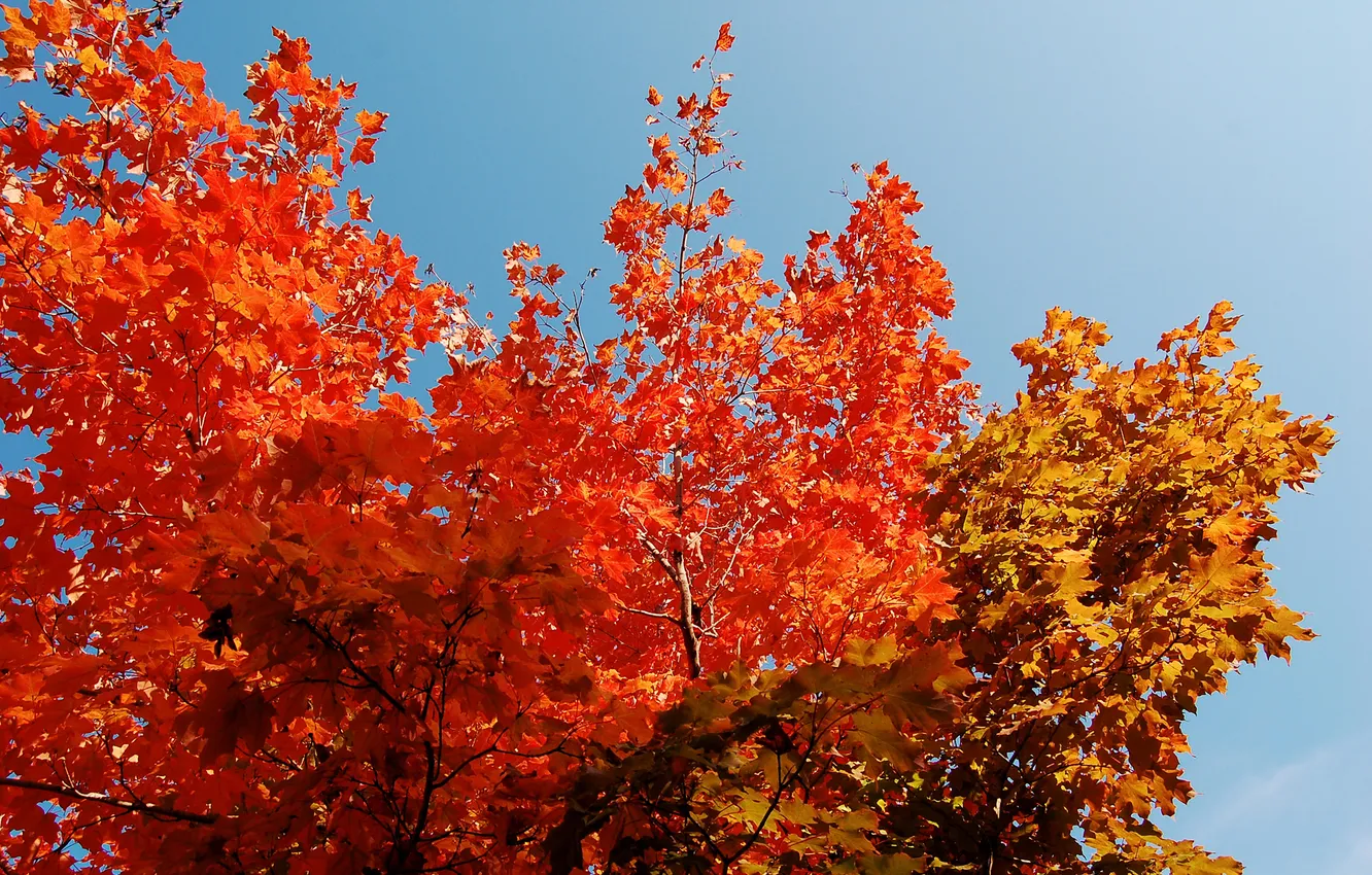 Photo wallpaper autumn, the sky, leaves, trees, crown, the crimson