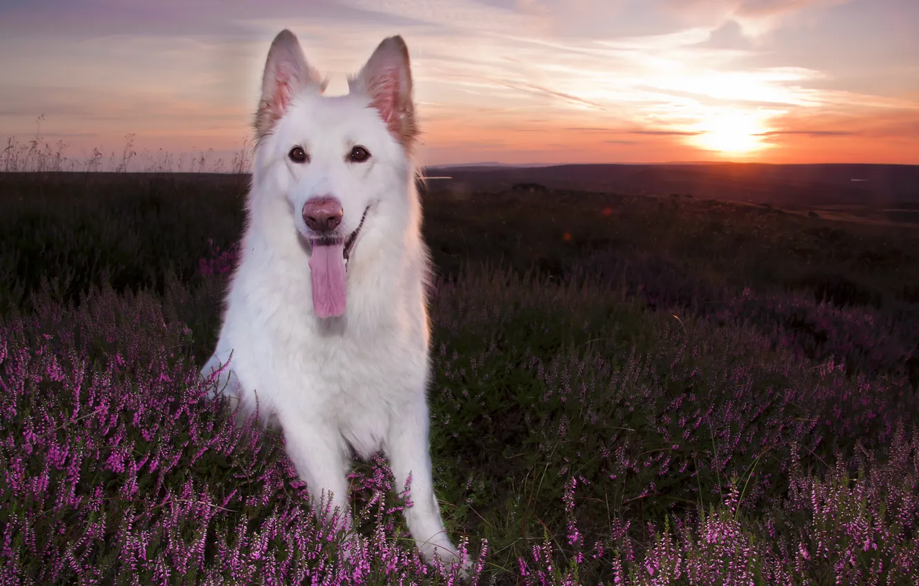 Photo wallpaper look, sunset, each, dog