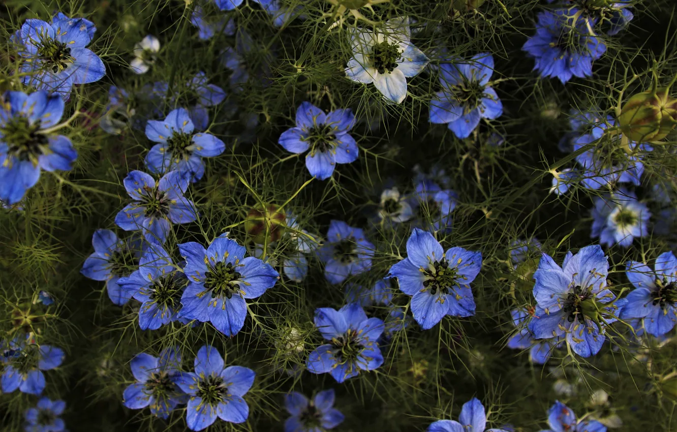 Photo wallpaper flowers, kalindi, Nigella sativa