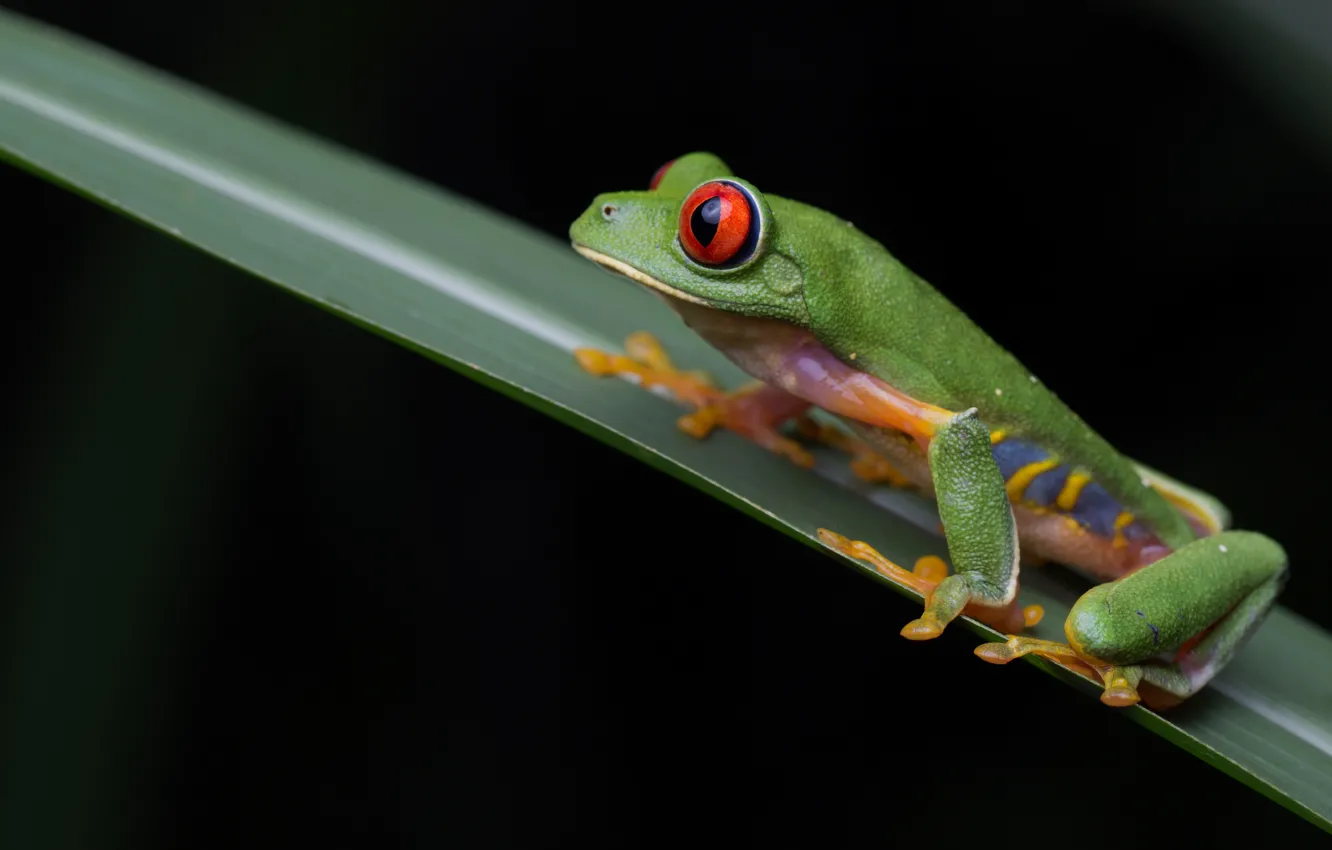 Photo wallpaper look, macro, pose, sheet, frog, black background, green, a blade of grass