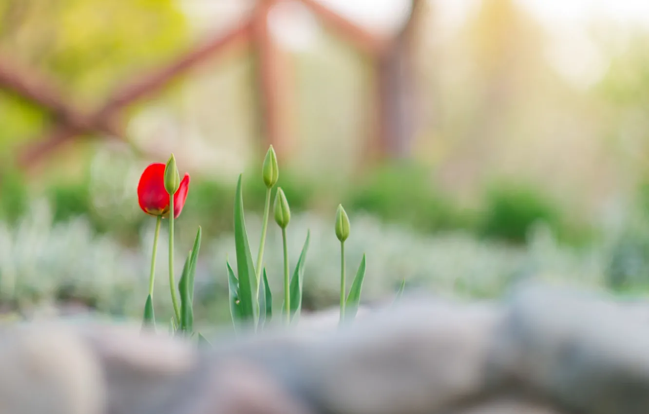 Photo wallpaper greens, flower, flowers, background, Tulip, blur, stem, stems