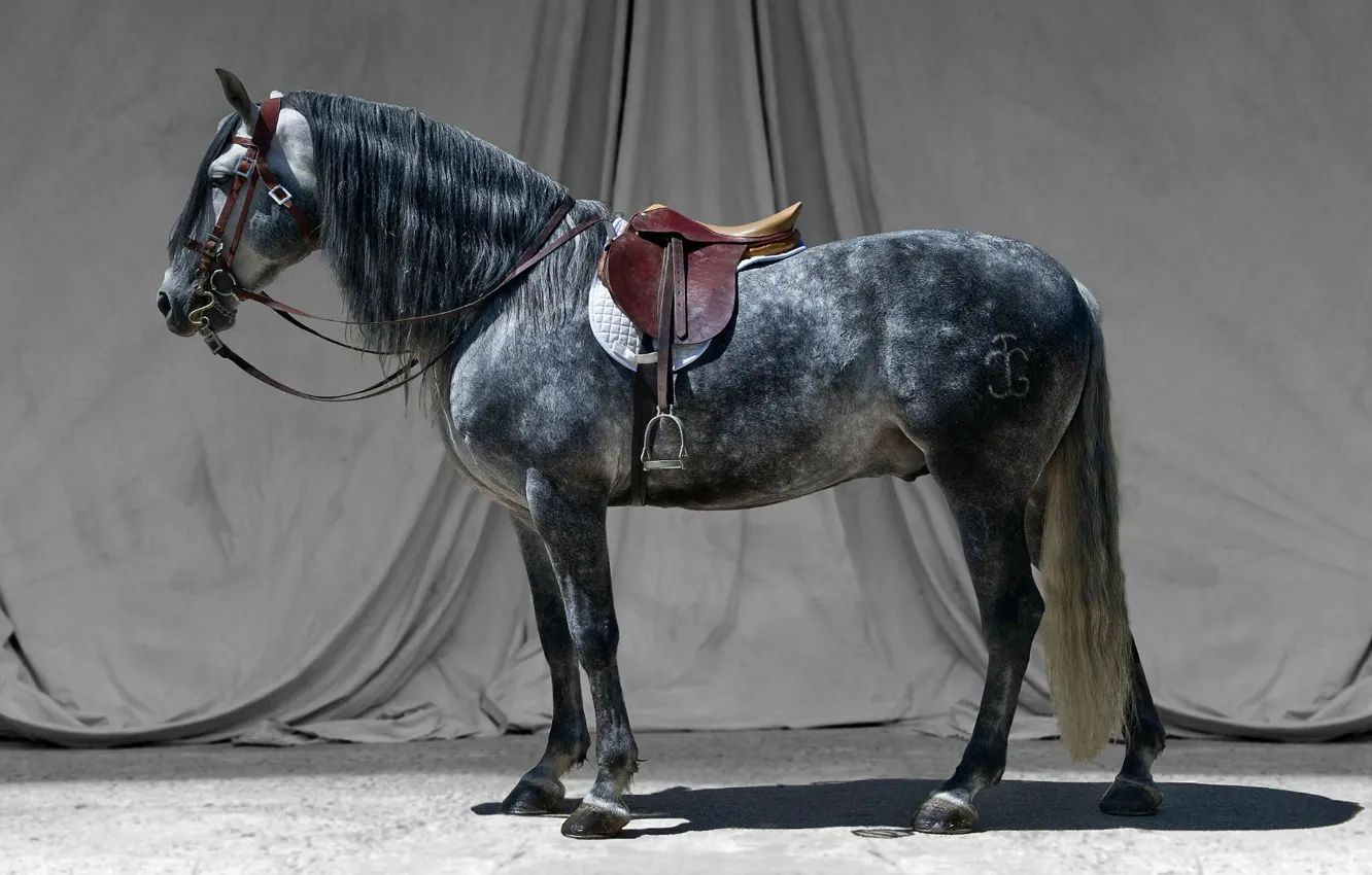 Photo wallpaper grey, horse, stallion, saddle, bridle