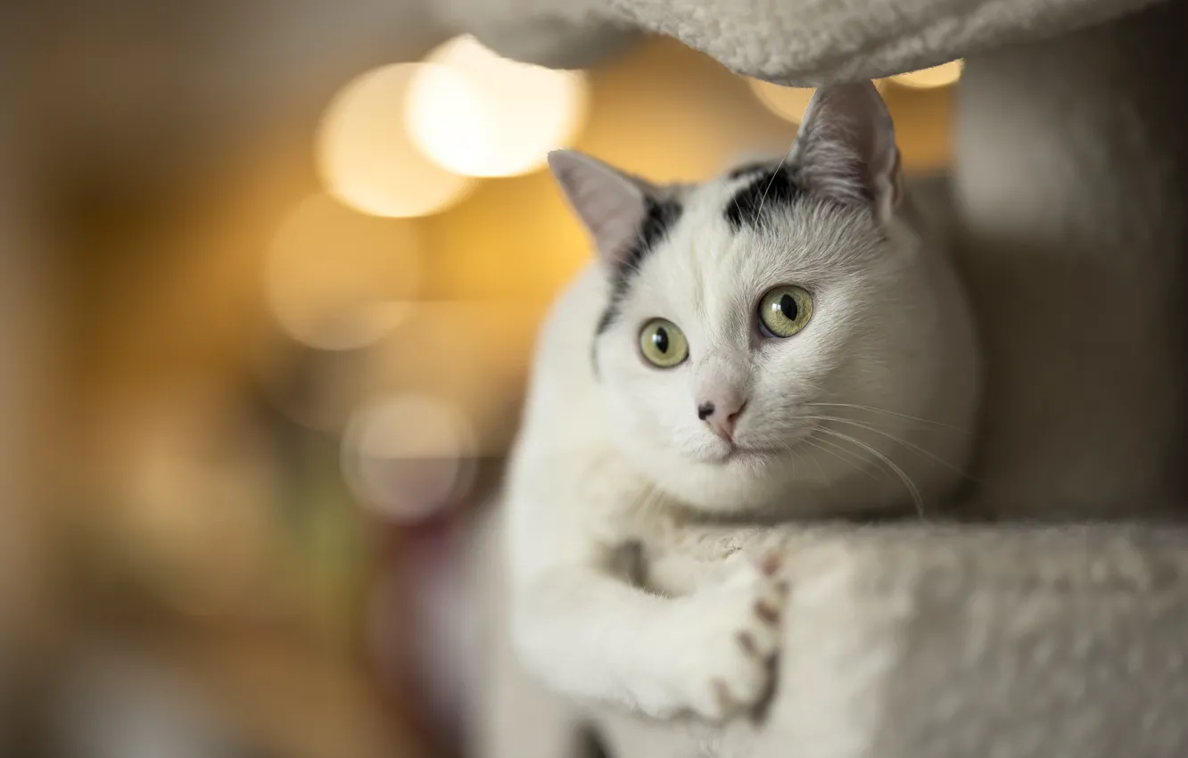 Photo wallpaper pose, look, cat, face, cat