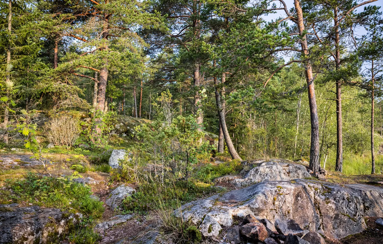 Photo wallpaper forest, summer, moss, North, Lake Ladoga, Karelia, Sunny forest, Ladoga