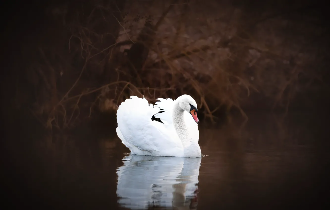 Photo wallpaper white, the dark background, bird, swans, pond