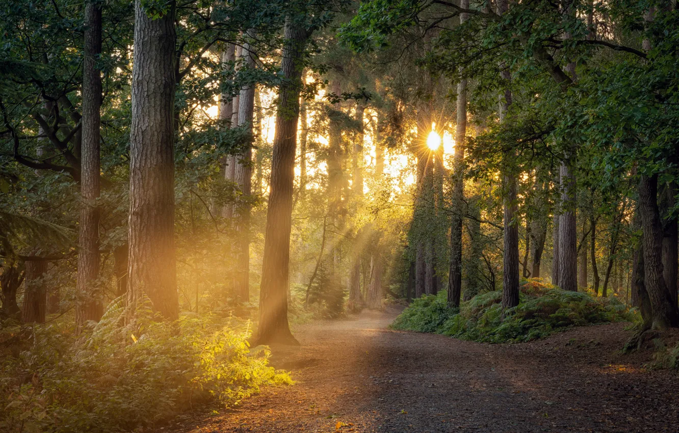 Photo wallpaper forest, nature, morning