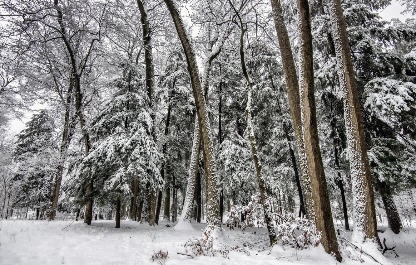 Photo wallpaper winter, forest, snow, trees, tree
