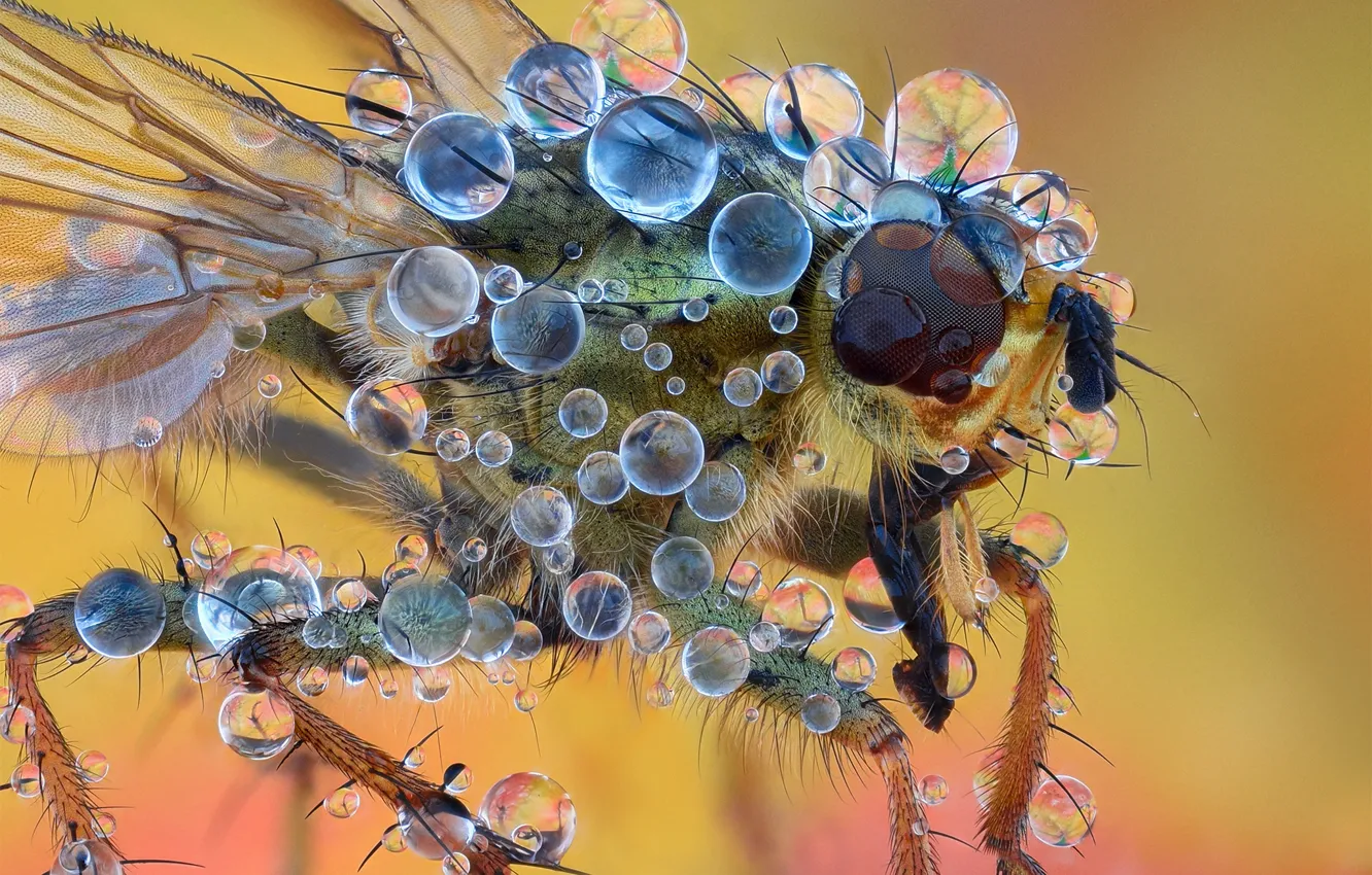 Photo wallpaper drops, macro, fly, background, insect