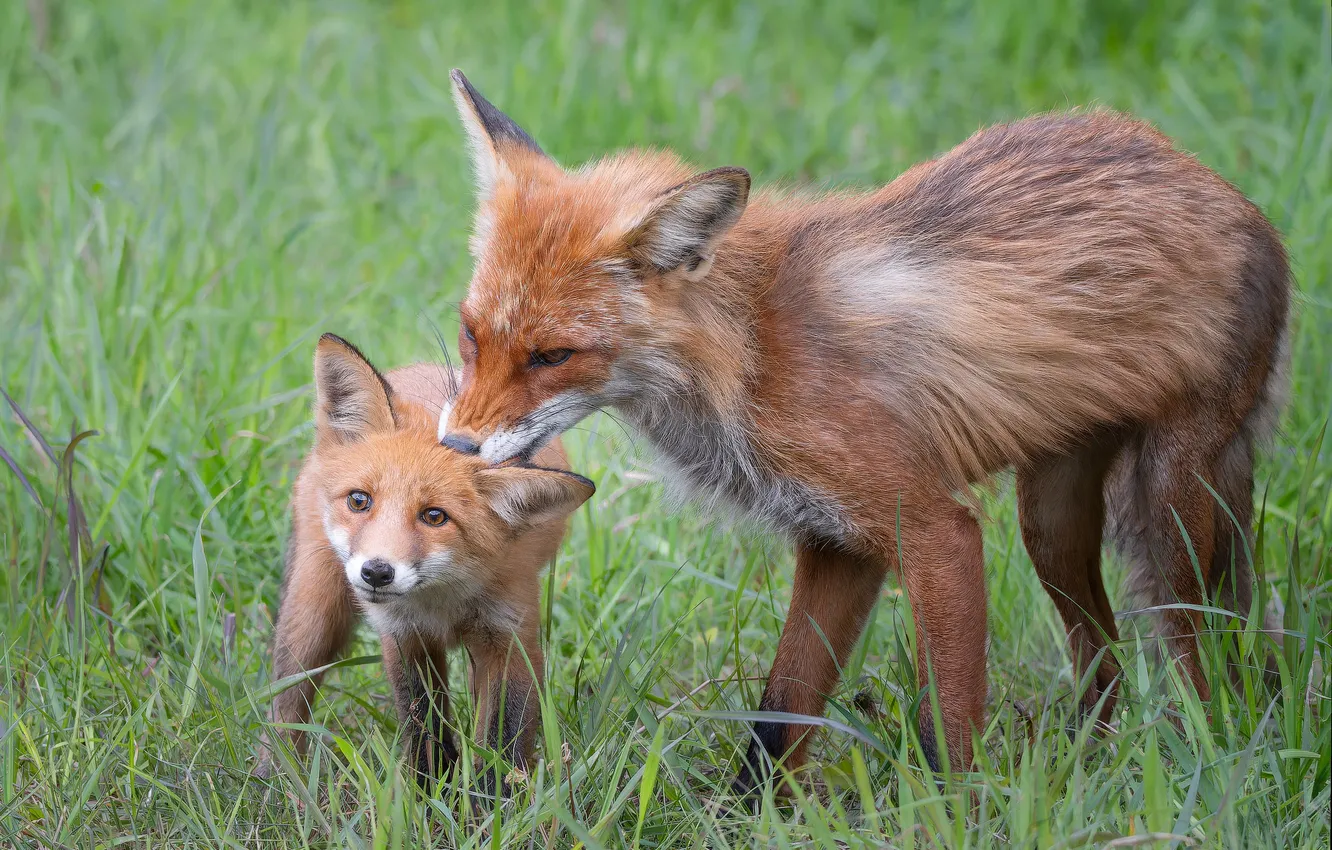 Photo wallpaper grass, fox, baby, Mammals