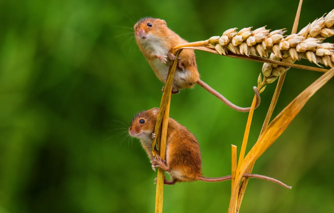 Photo wallpaper macro, spikelets, ears, a couple, mouse, the mouse is tiny
