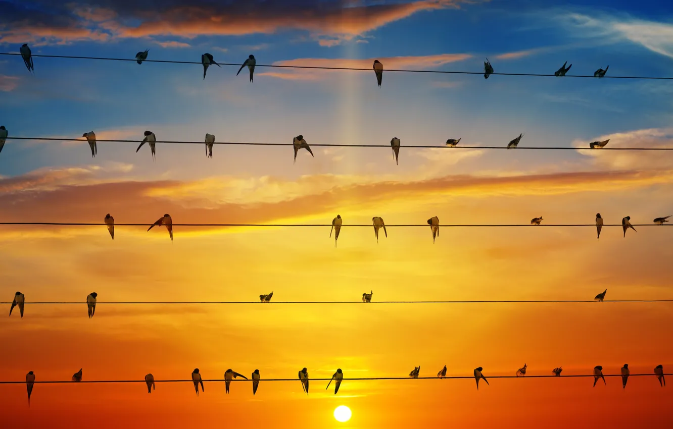 Photo wallpaper the sky, the sun, birds, wire, glow, swallows, swallows