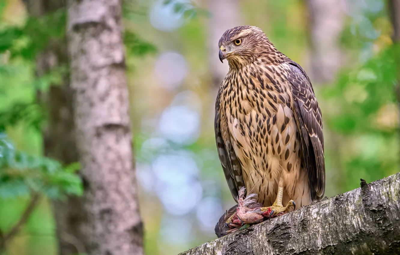 Photo wallpaper look, eagle, predator, feathers