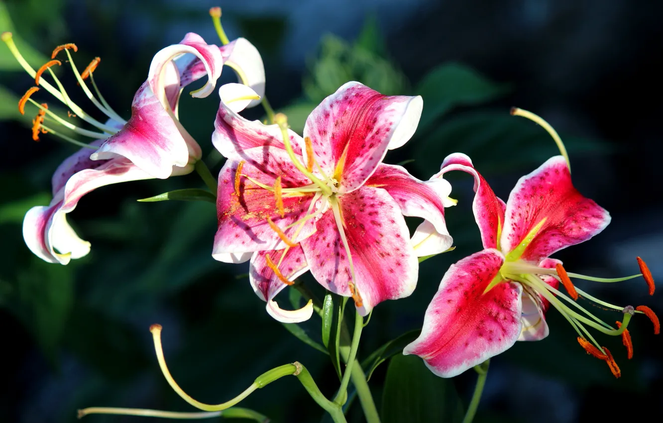 Photo wallpaper macro, macro, heraldic Lily, Fleur-de-lis, Fleur-de-Lis