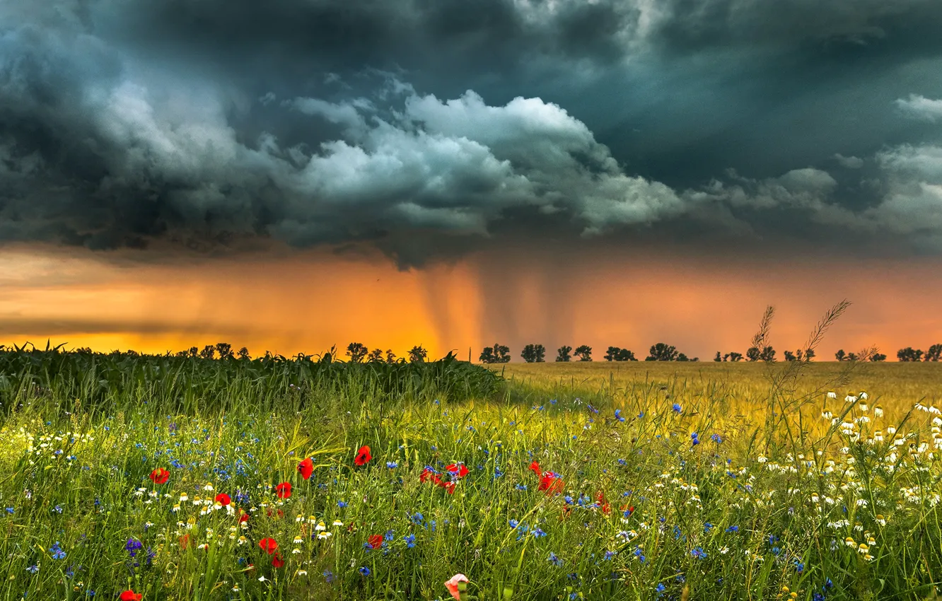 Photo wallpaper field, grass, landscape, flowers, clouds, nature, Robert Kropacz