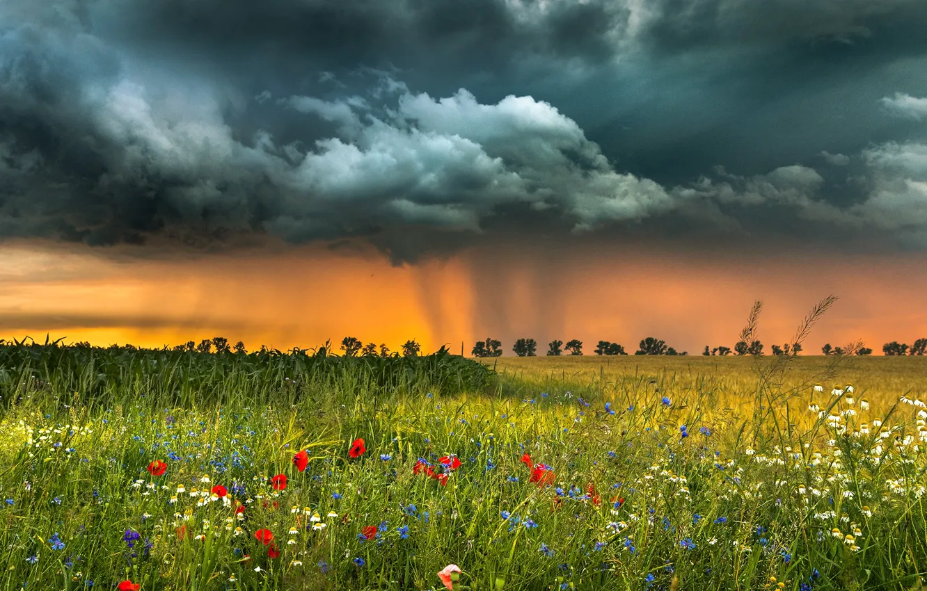Photo wallpaper field, landscape, flowers, clouds, nature, grass, Robert Kropacz