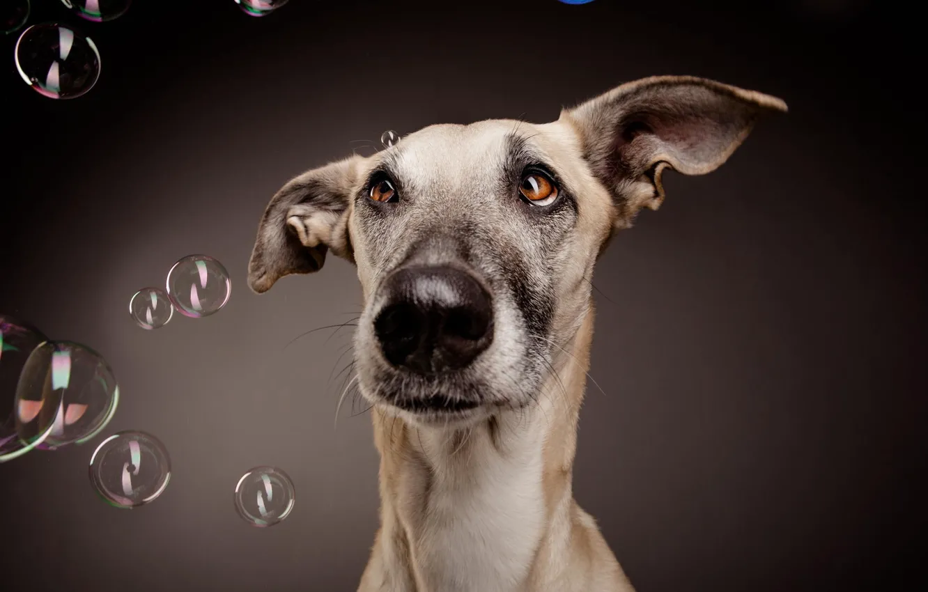 Photo wallpaper face, bubbles, background, dog