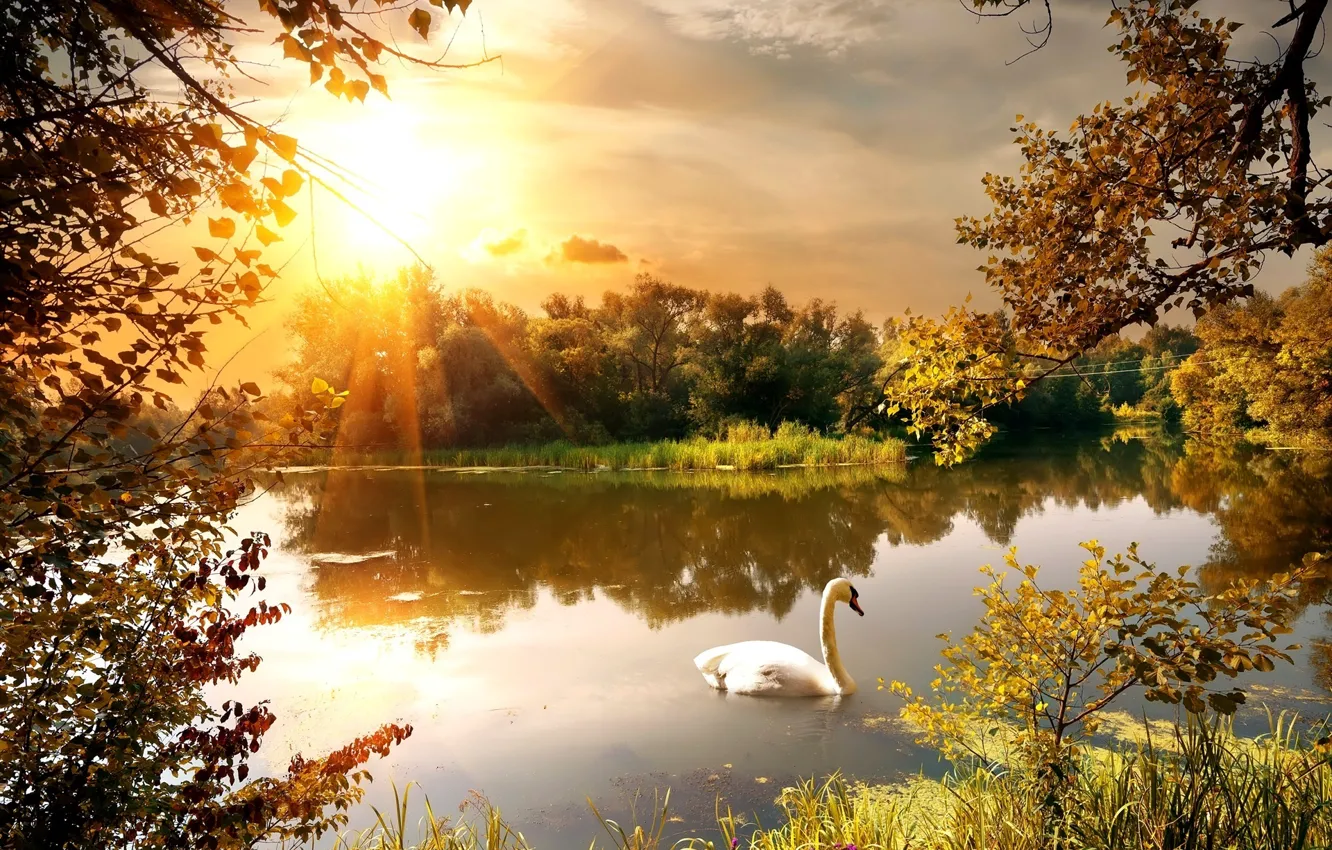 Photo wallpaper swan, trees, sunset, lake