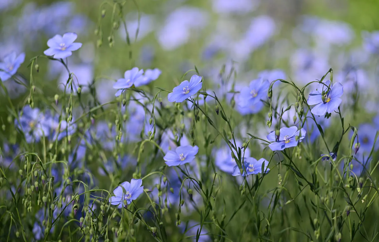 Photo wallpaper flowers, blue, glade, bokeh, len