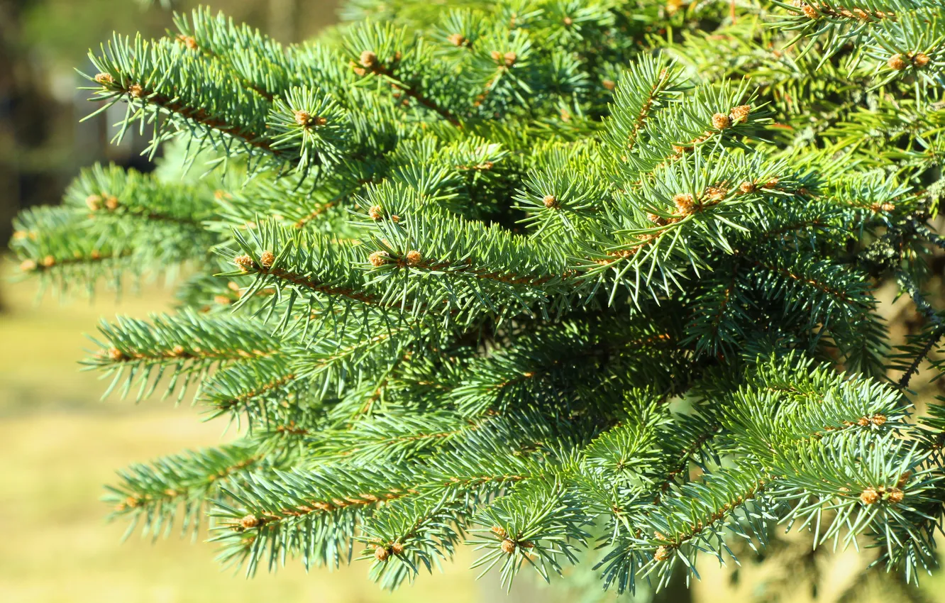 Photo wallpaper pine, spruce, twigs