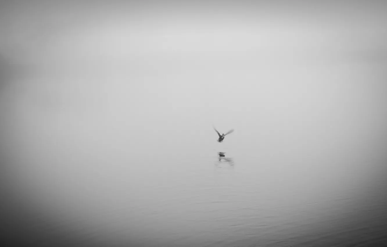 Photo wallpaper fog, lake, duck
