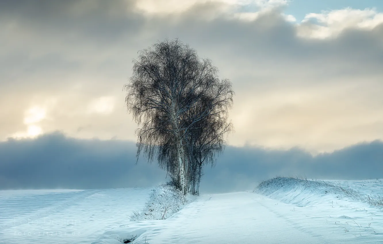 Photo wallpaper winter, snow, trees