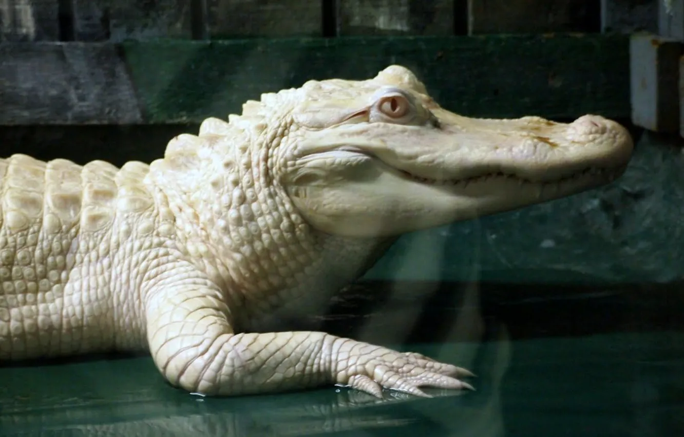 Photo wallpaper white, Predator, animal, Caiman, albino caiman