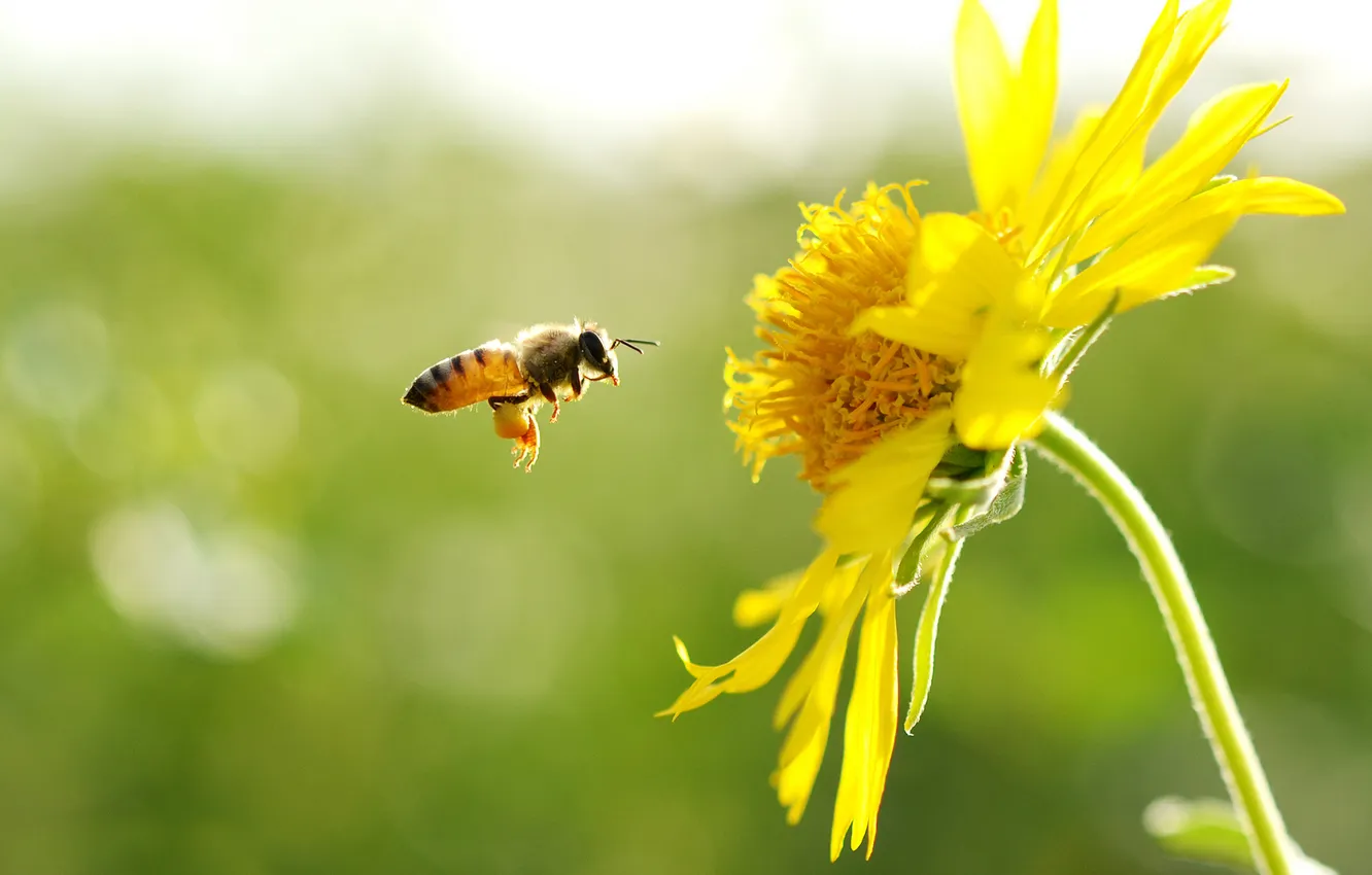 Photo wallpaper flower, yellow, bee, in flight