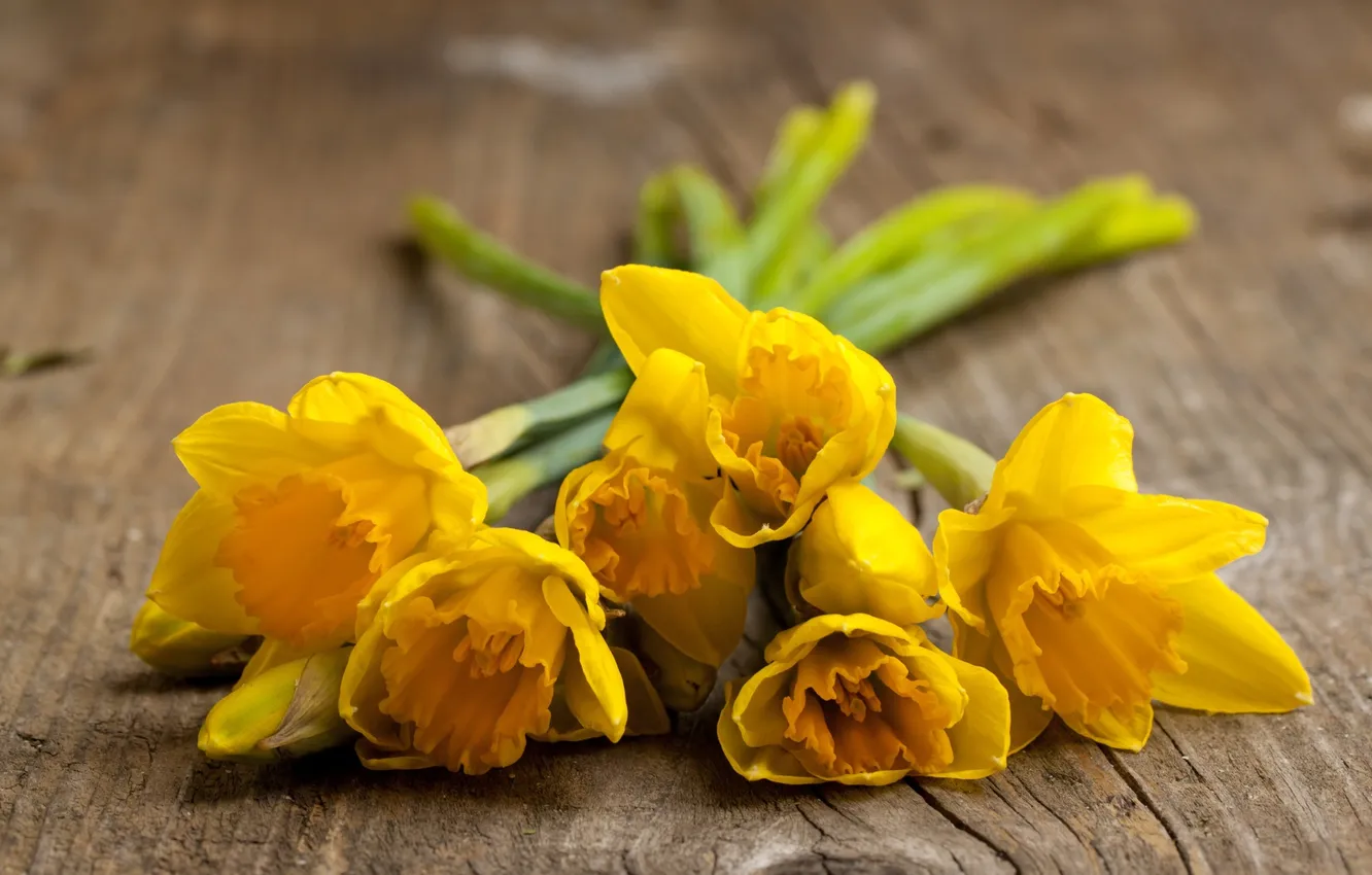 Photo wallpaper flowers, Board, spring, daffodils