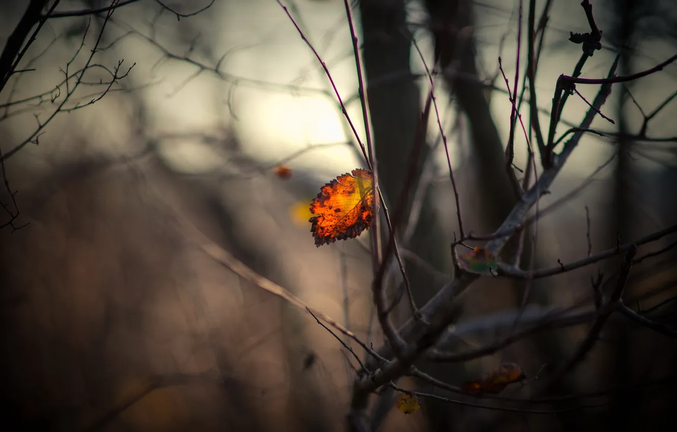 Photo wallpaper autumn, leaves, nature