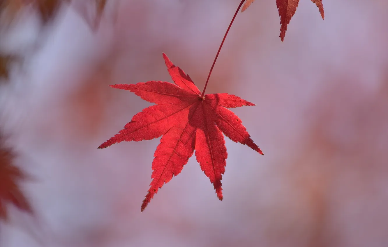Photo wallpaper autumn, leaves, nature