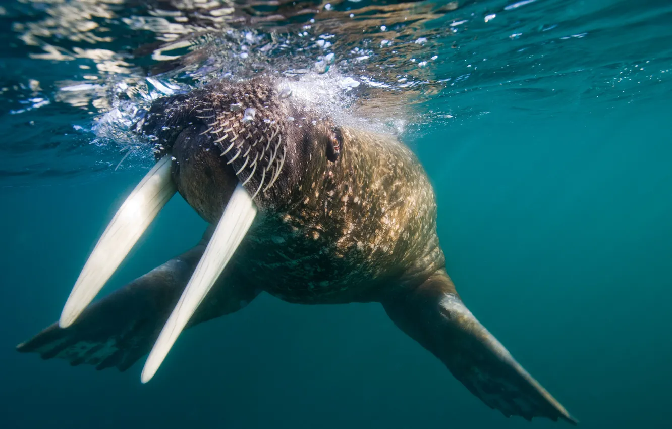 Photo wallpaper the ocean, walrus, tusks